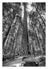 Mckinleyville Trip 49  Founders Tree