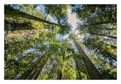 Mckinleyville Trip 50  Founders Tree