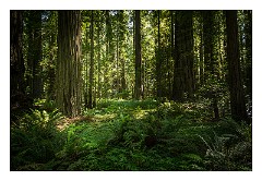 Mckinleyville Trip 51  The Red Woods