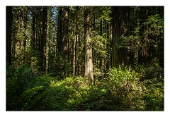 Mckinleyville Trip 52  The Red Woods