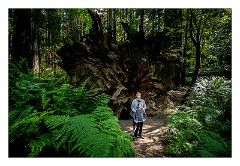 Mckinleyville Trip 53  The Red Woods - Nikki and Roland