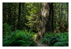 Mckinleyville Trip 54  The Red Woods