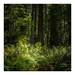 Mckinleyville Trip 55  The Red Woods