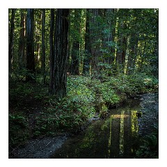 Mckinleyville Trip 56  The Red Woods