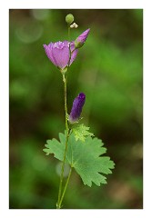 Yuba 03  Wild Flowers, Independence Trail