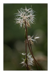 Yuba 04  Wild Seed Head, Independence Trail