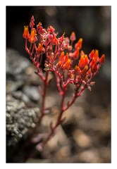 Yuba 05  Wild Flowers, Independence Trail