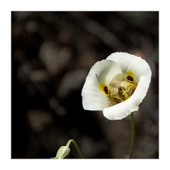 Yuba 12  White Poppy, Independence Trail
