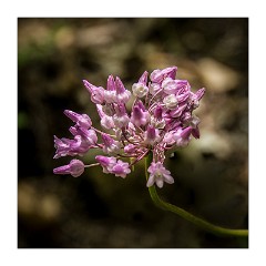 Yuba 13  Wild Flowers, Independence Trail