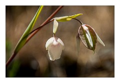 Yuba 14  Wild Flowers, Independence Trail