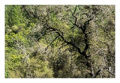 Yuba 19  Trees opposite the Covered Bridge