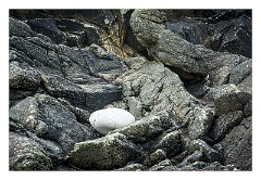 Cornwall 07  One white pebble