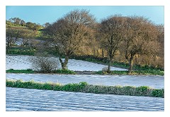 Cornwall 16  Fields near Long Rock
