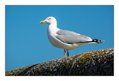 Cornwall 29  One of many of St Ives's Seagulls
