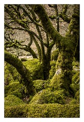 Devon 02  Wistman's Wood is important for the mosses and lichens that festoon the trees and granite boulders