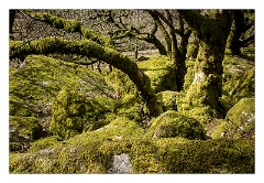Devon 03  Wistman's Wood is a high altitude woodland copse on Dartmoor