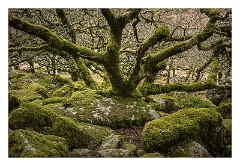 Devon 04  Wistman's Wood -  Some of the Oldest Trees are 400 years old