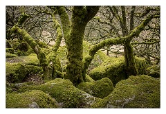 Devon 05  Wistman's Wood