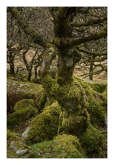 Devon 06  Wistman's Wood
