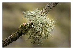 Devon 07  Lichen in  Wistman's Wood