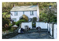 Devon 08  Clovelly and the Donkeys