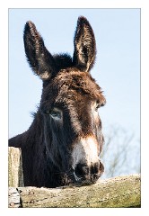 Devon 16  Clovelly Donkey