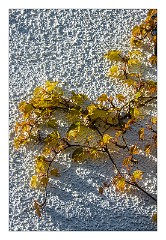 Devon 17  Spring arriving in Clovelly