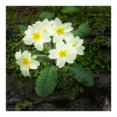 Devon 27  Spring Flowers walking into Lee Village