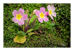Devon 28  Spring Flowers walking into Lee Village