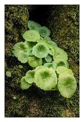 Devon 33  Lydford Gorge close up