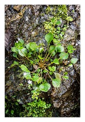 Devon 34  Lydford Gorge close up