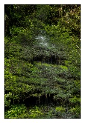 Devon 39  Lydford Gorge -Water dripping down the cliff