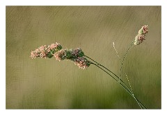 Dorset Flowers and Insects 01  Grasses in Higher Kingcombe Meadows