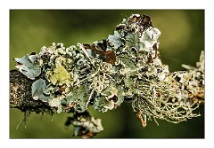 Dorset Flowers and Insects 02  Lichen - Higher Kingcombe Meadows