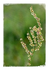 Dorset Flowers and Insects 03  Seed Heads - Higher Kingcombe Meadows