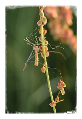 Dorset Flowers and Insects 04  Crane Fly in the Meadows