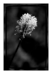 Dorset Flowers and Insects 05  Black and White Grass Head - Higher Kingcombe Meadows