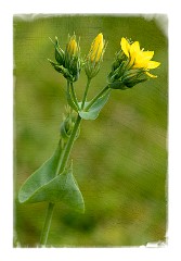 Dorset Flowers and Insects 06  Yellow-wort (Blackstonia perfoliata) - Powerstock Common