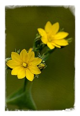 Dorset Flowers and Insects 07  Yellow-wort (Blackstonia perfoliata) - Powerstock Common