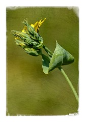 Dorset Flowers and Insects 08  Yellow-wort (Blackstonia perfoliata) - Powerstock Common