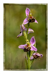 Dorset Flowers and Insects 09  Bee Orchid - Powerstock Common