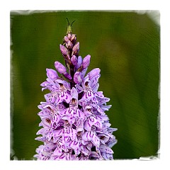 Dorset Flowers and Insects 10  Grasshopper on Orchid - Powerstock Common