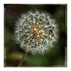 Dorset Flowers and Insects 11  Dandelion - Powerstock Common