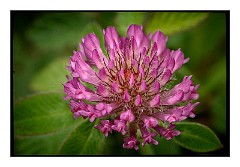 Dorset Flowers and Insects 12  Clover - Powerstock Common