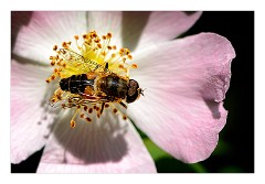 Dorset Flowers and Insects 13  Bee on a Rose - Powerstock Common