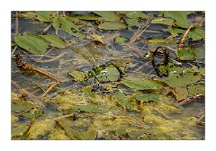 Dorset Flowers and Insects 14  Emporer Dragonfly laying Eggs - Powerstock Common
