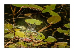 Dorset Flowers and Insects 15  Emporer Dragonfly laying Eggs - Powerstock Common