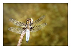 Dorset Flowers and Insects 17  Broad Bodied Chaser - Powerstock Common