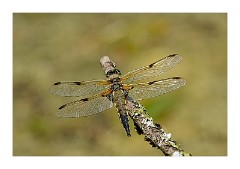 Dorset Flowers and Insects 18  Four Spotted Chaser - Powerstock Common