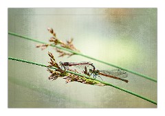 Dorset Flowers and Insects 19  Damselflies - Powerstock Common